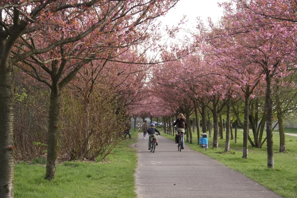 Bornholmer Straße cherry blossoms in berlin