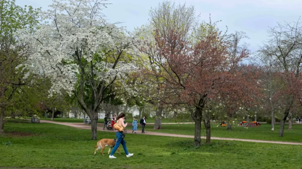 falkplatz cherry blossom