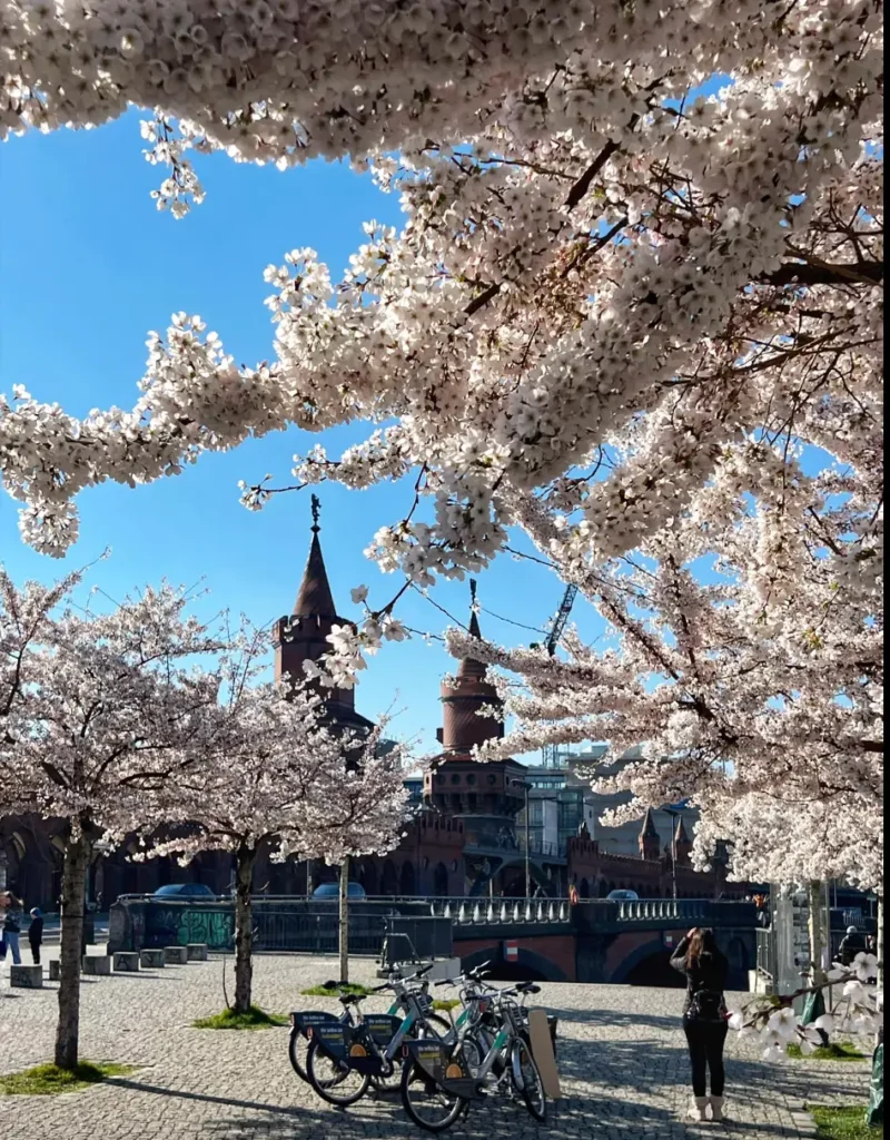 Oberbaumbrücke cherry blossom 