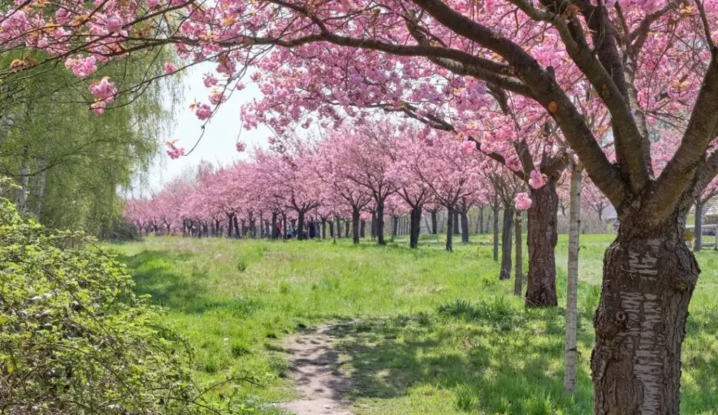 TV Asahi Cherry Blossoms in berlin